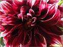 Parc floral 018